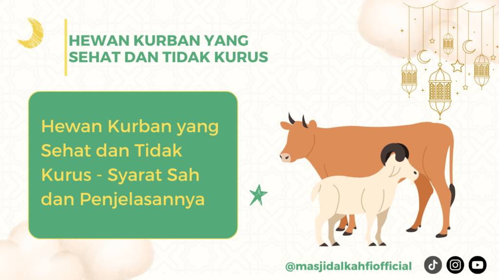 Hewan Kurban yang Sehat dan Tidak Kurus