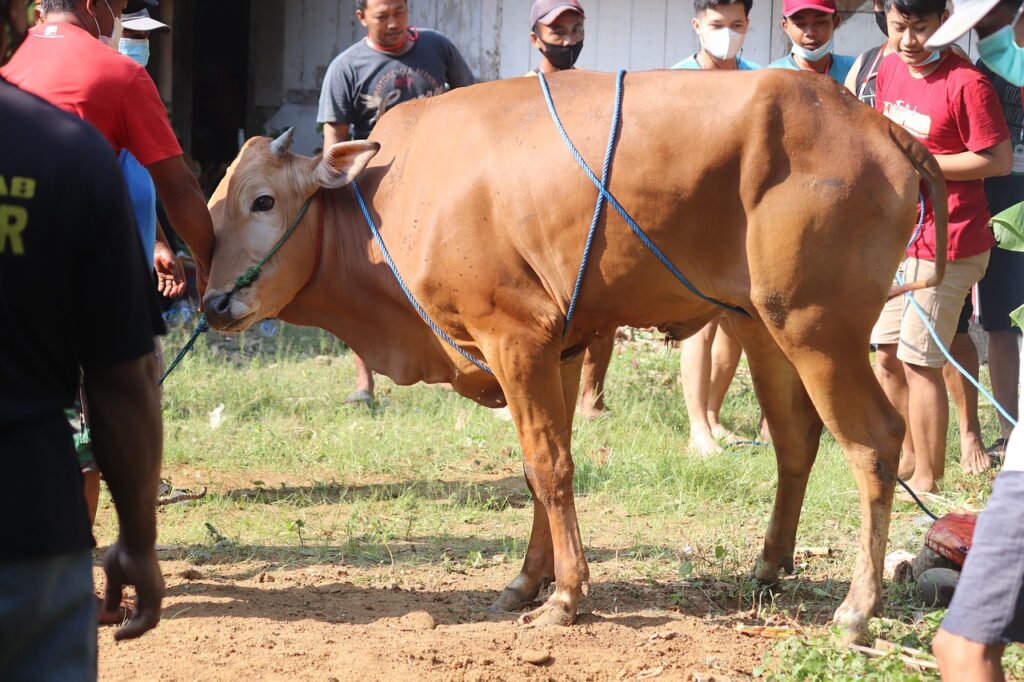 Hewan kurban sapi